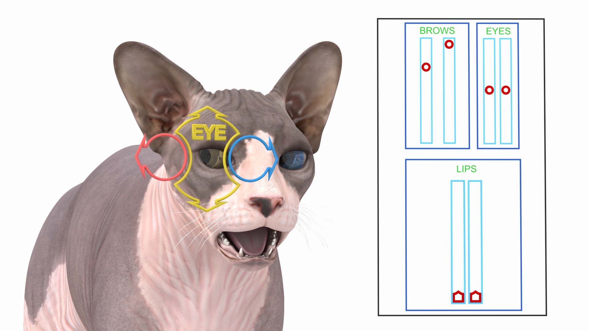 3D Sphynx Cat with Heterochromia Rigged