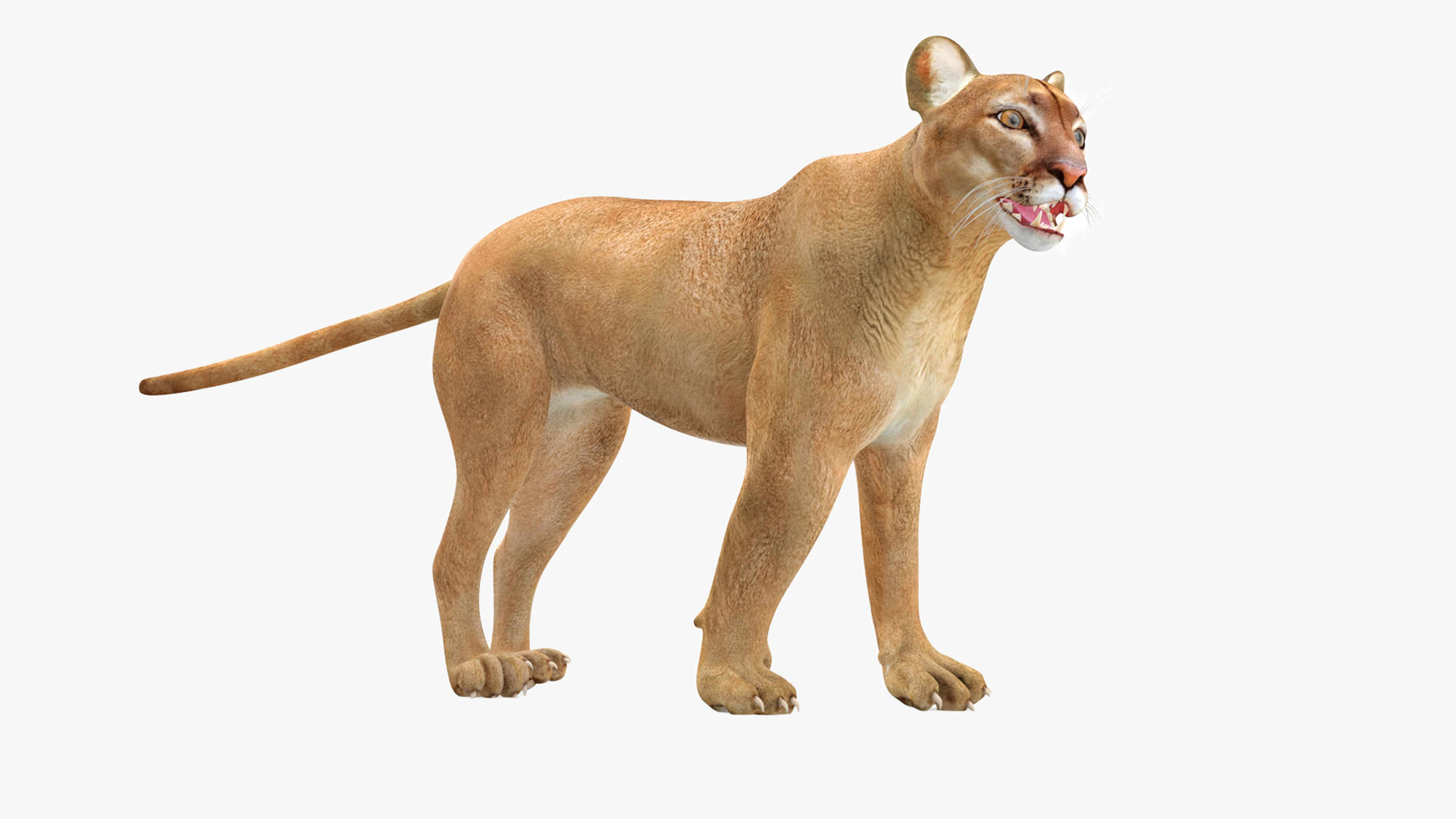 3D model Puma Rigged for Cinema 4D
