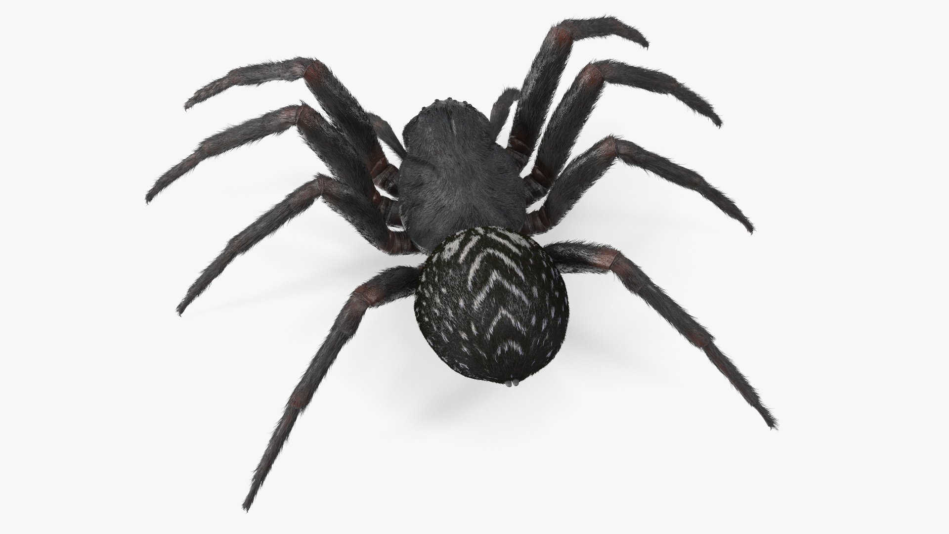 Black House Spider Fur Base Pose 3D