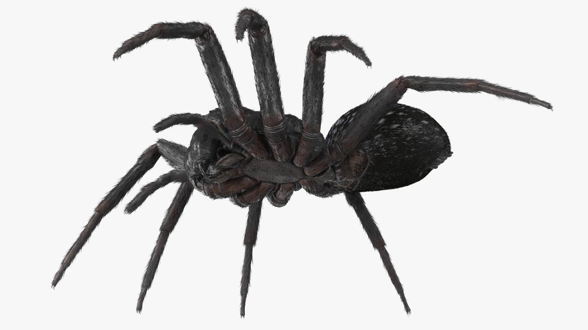 Black House Spider Fur Base Pose 3D