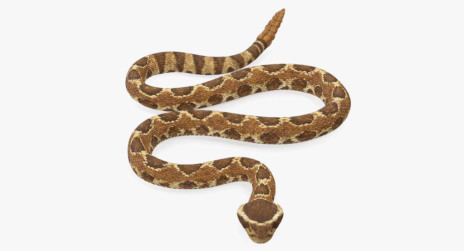 3D Light Rattlesnake Crawling Pose
