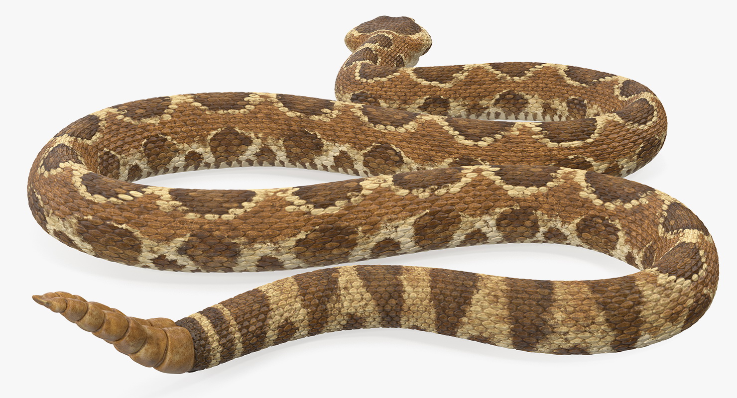 3D Light Rattlesnake Crawling Pose