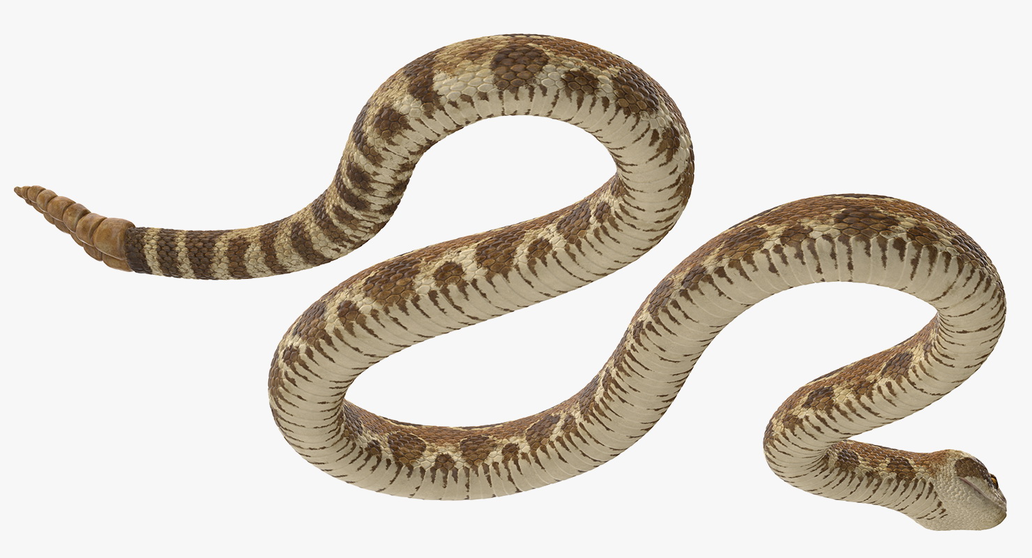 3D Light Rattlesnake Crawling Pose
