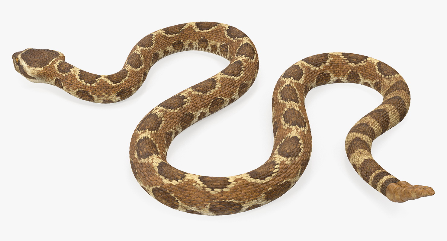 3D Light Rattlesnake Crawling Pose