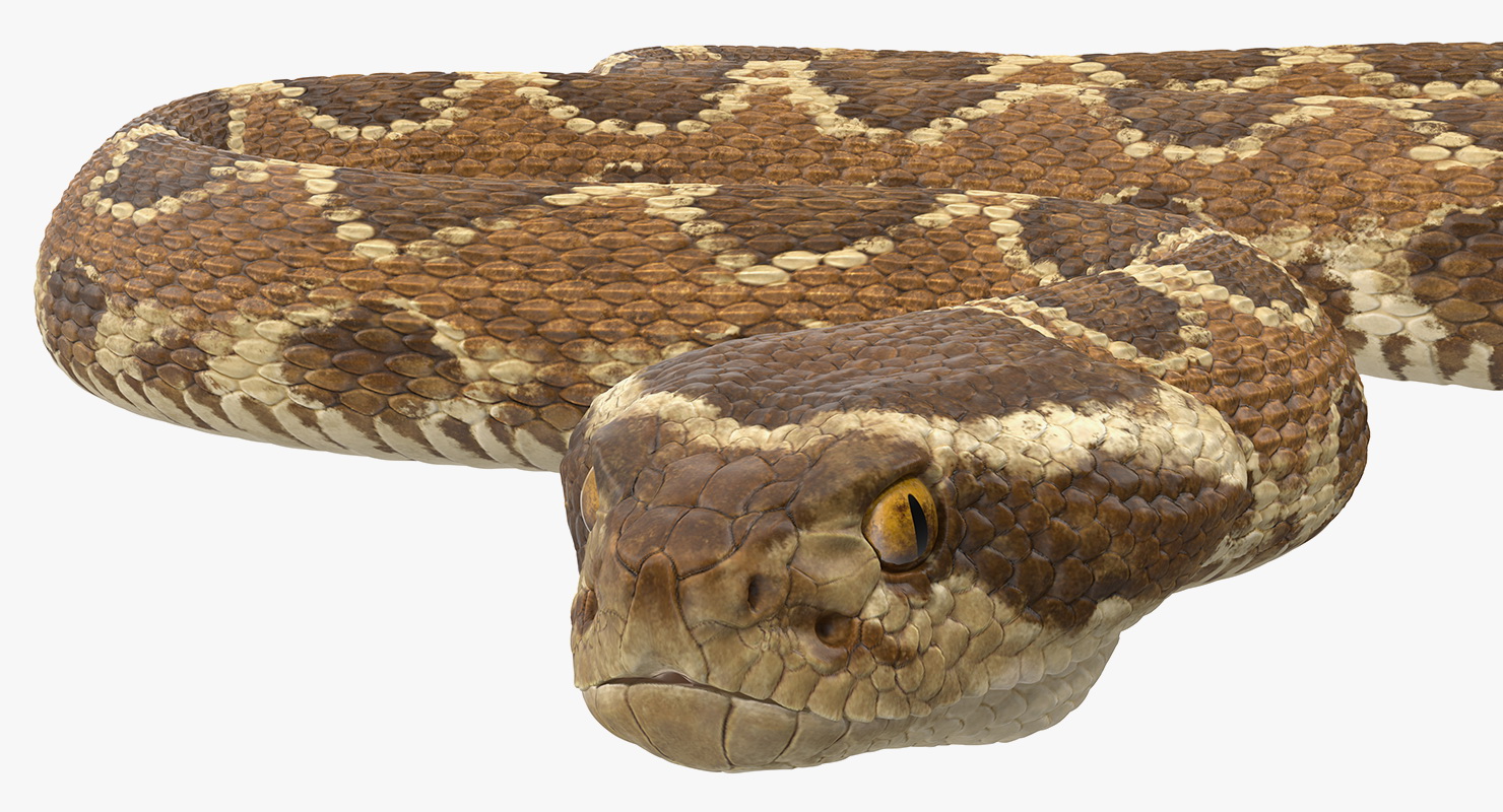 3D Light Rattlesnake Crawling Pose