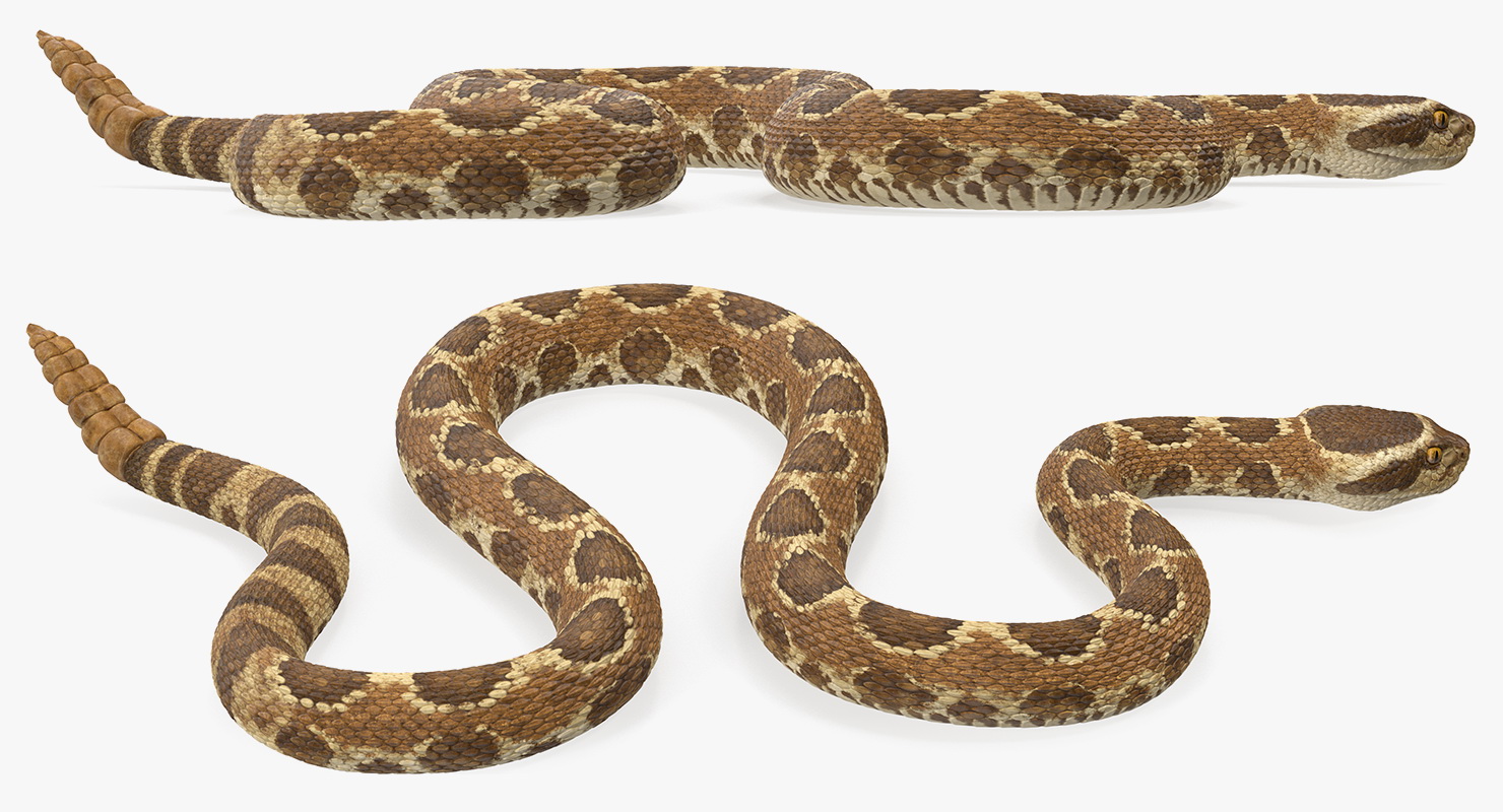 3D Light Rattlesnake Crawling Pose