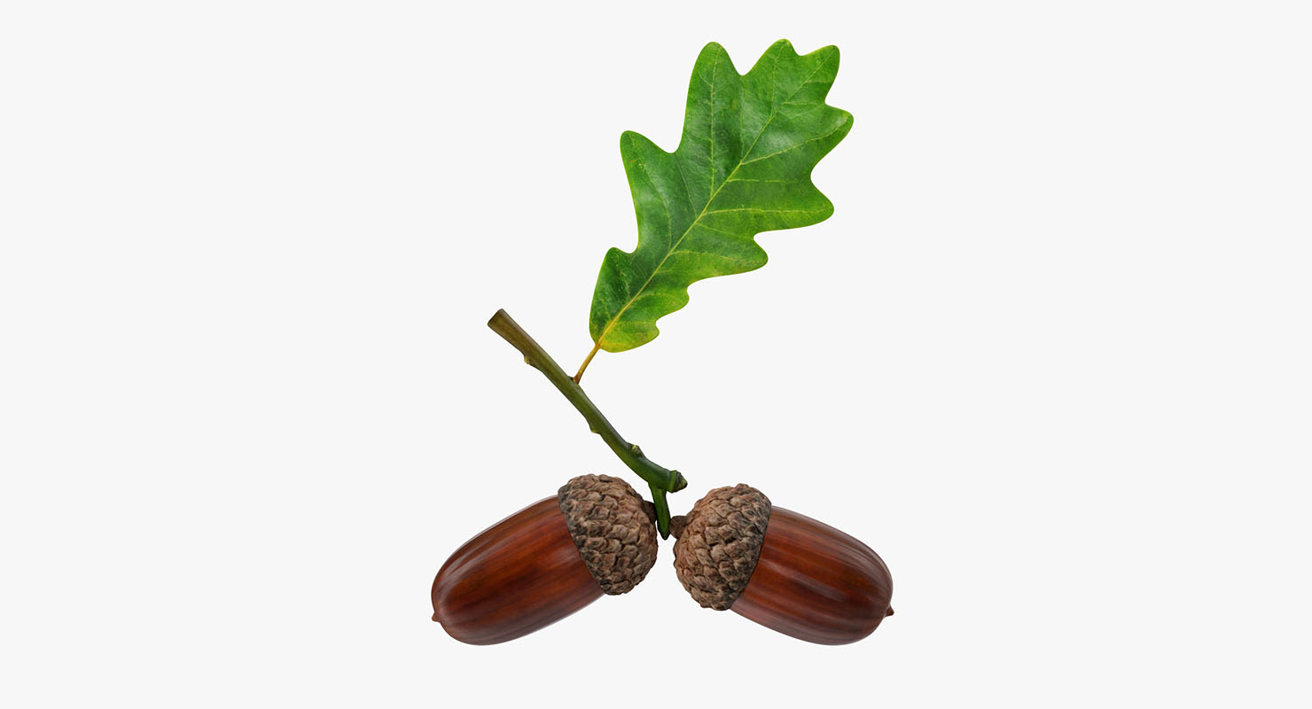 Oak Branch with Acorns 3D