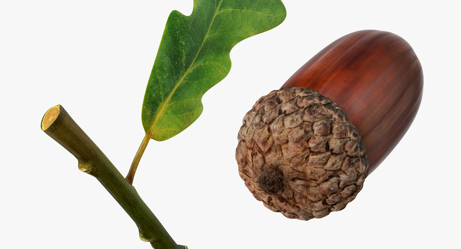 Oak Branch with Acorns 3D