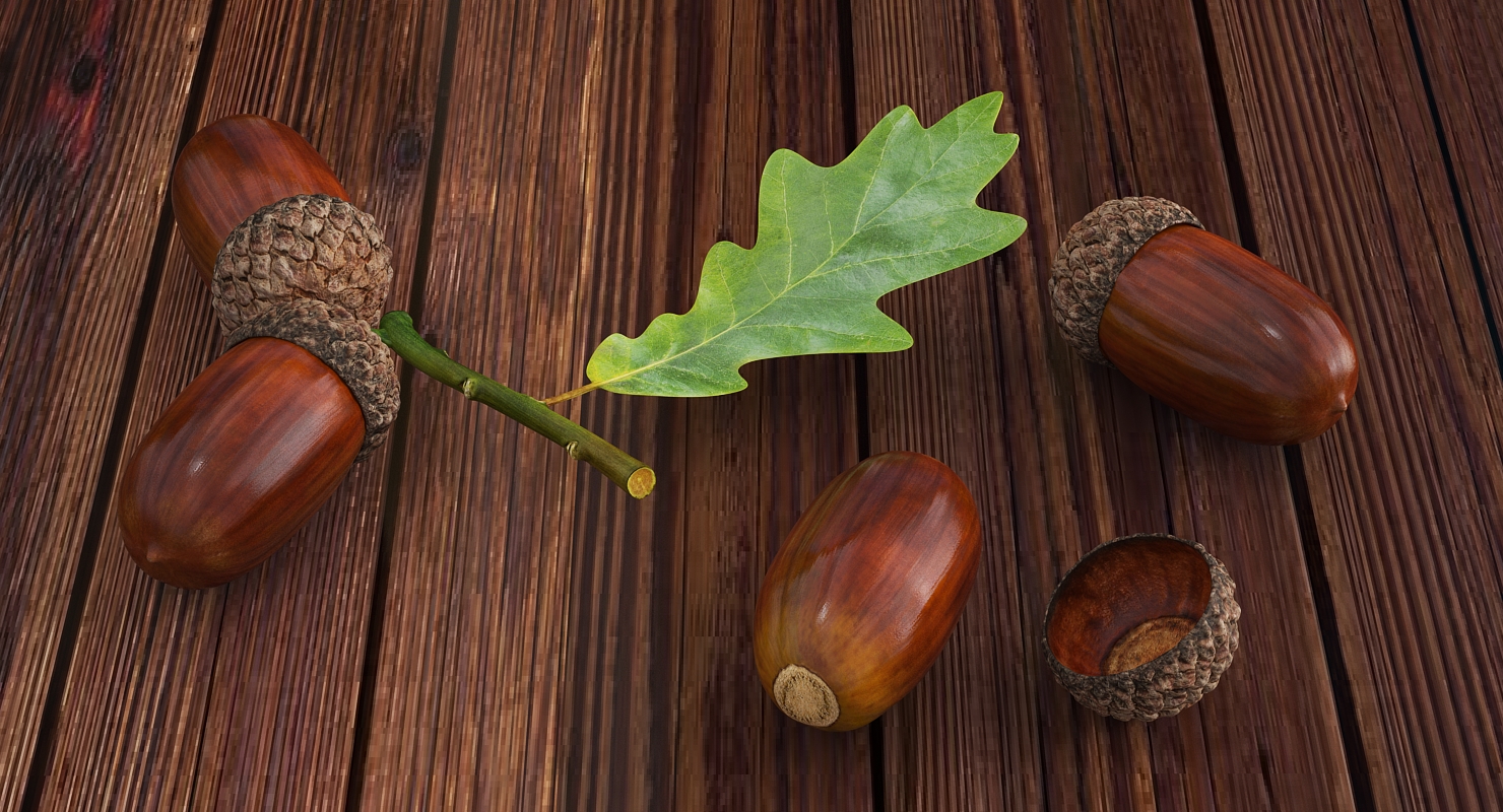 Oak Branch with Acorns 3D
