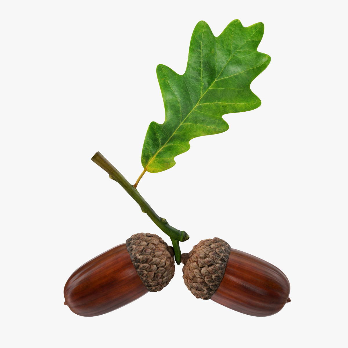 Oak Branch with Acorns, view 4