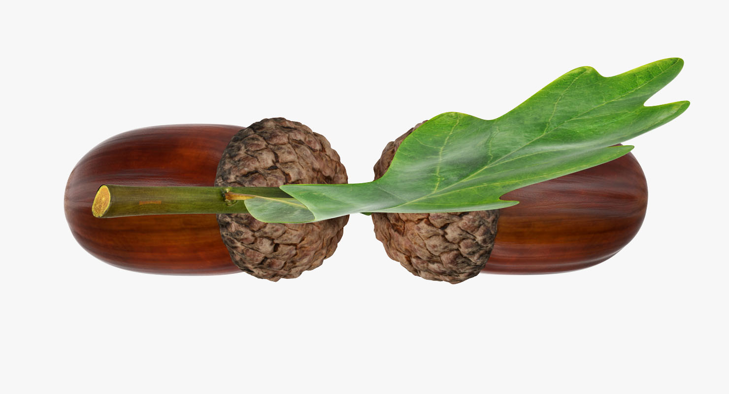 Oak Branch with Acorns 3D