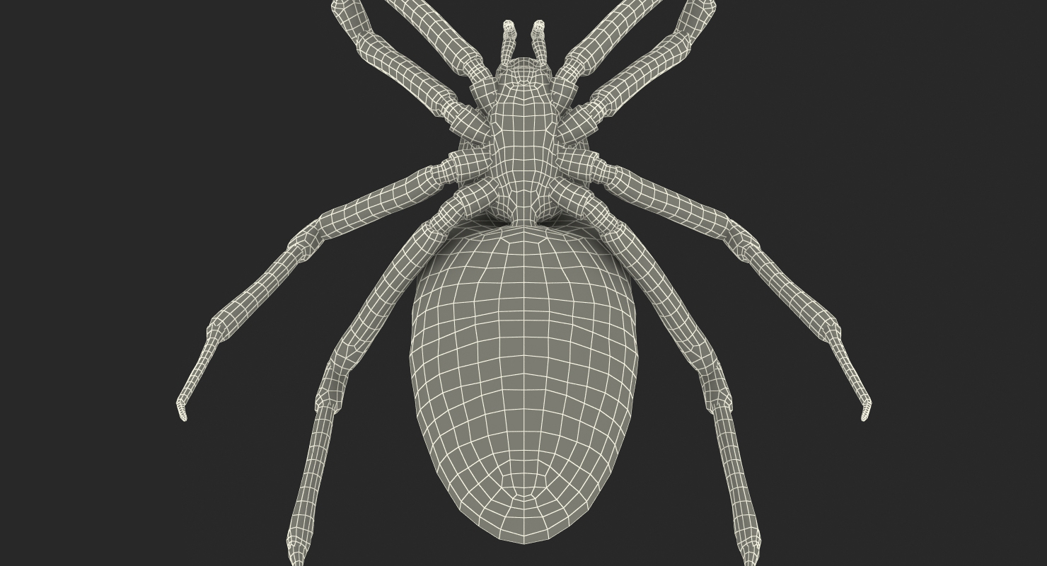 3D model Argiope Aurantia or Yellow Garden Spider