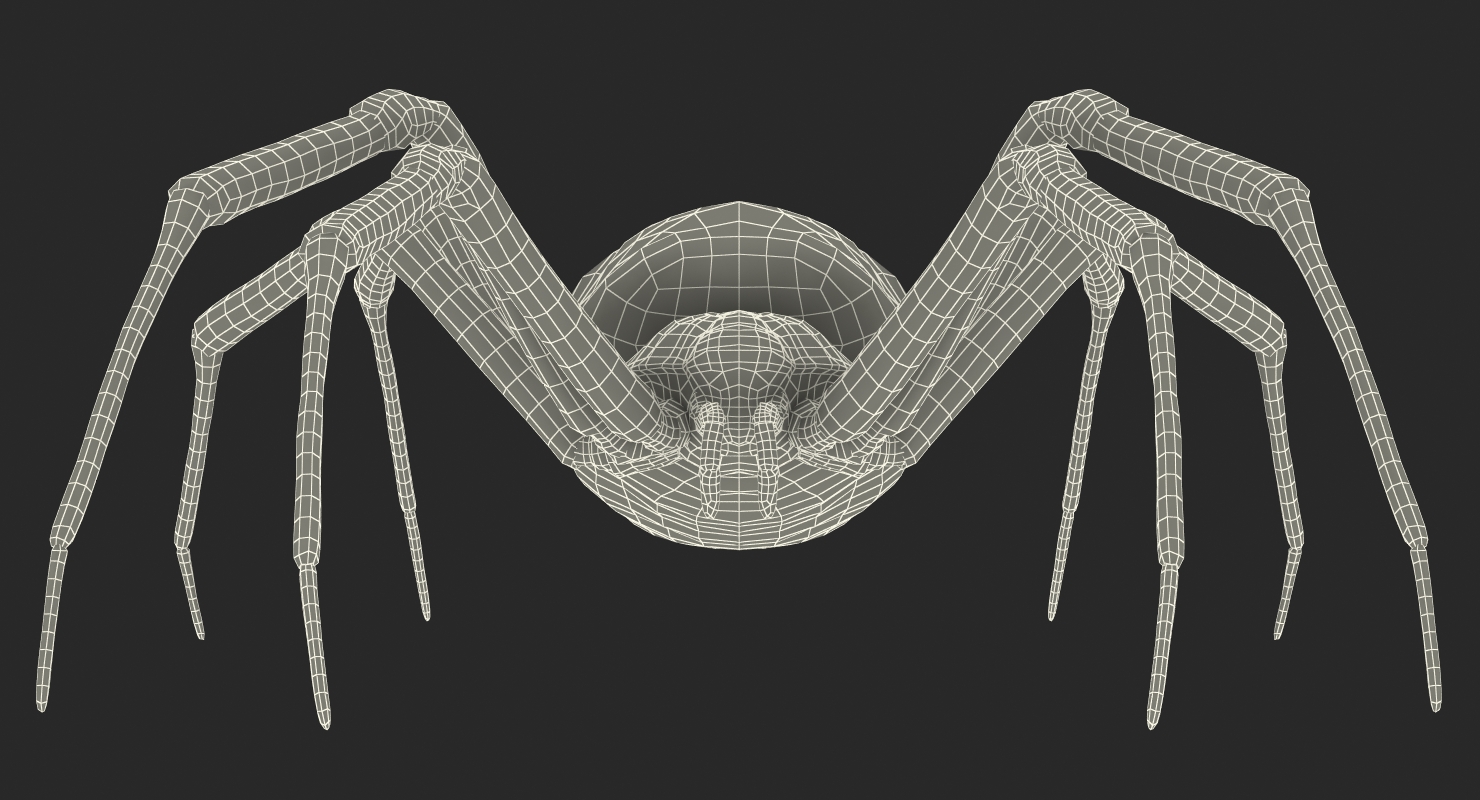 3D model Argiope Aurantia or Yellow Garden Spider
