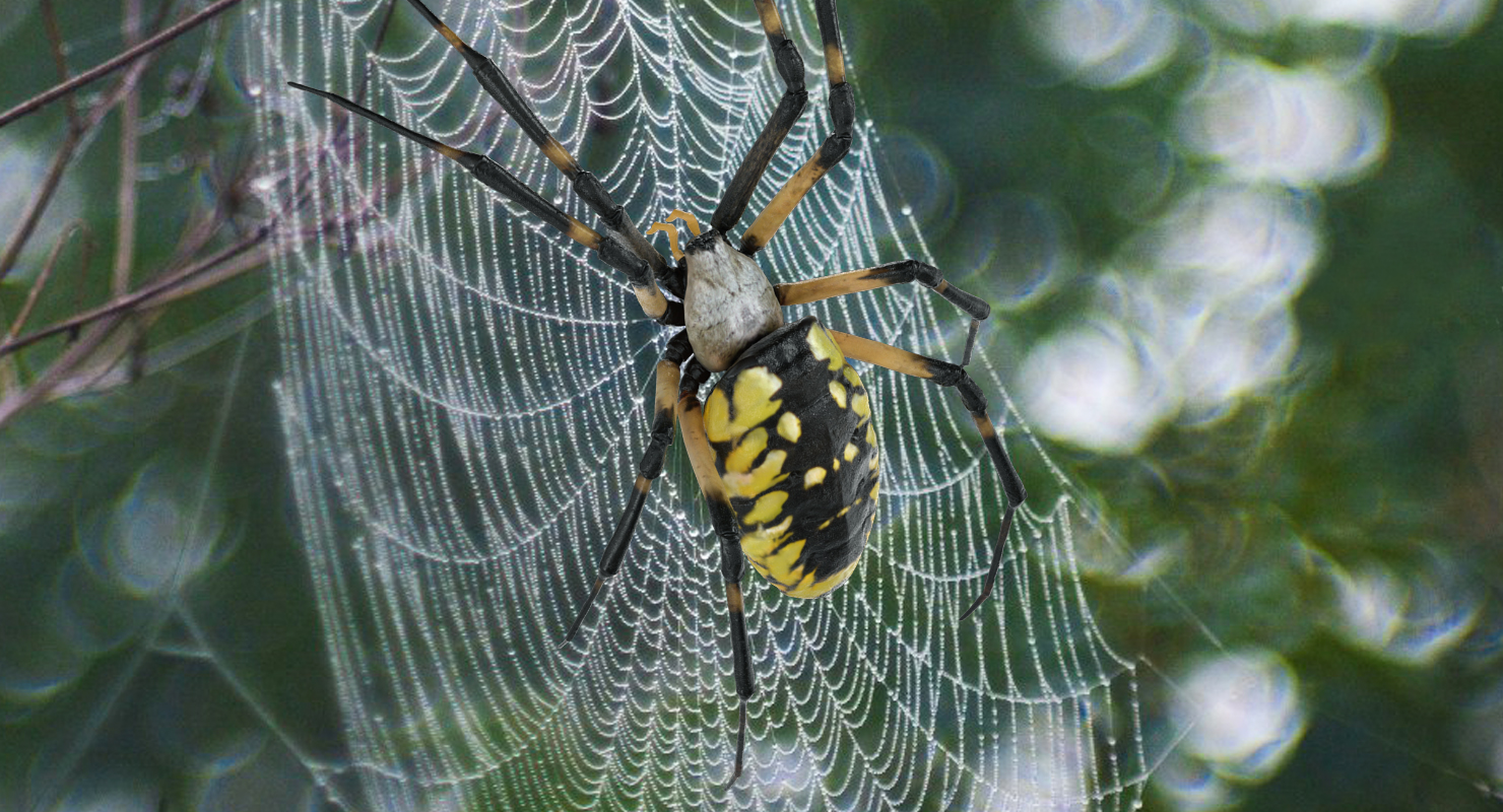 3D model Argiope Aurantia or Yellow Garden Spider