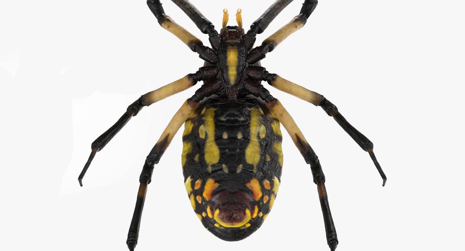 3D model Argiope Aurantia or Yellow Garden Spider