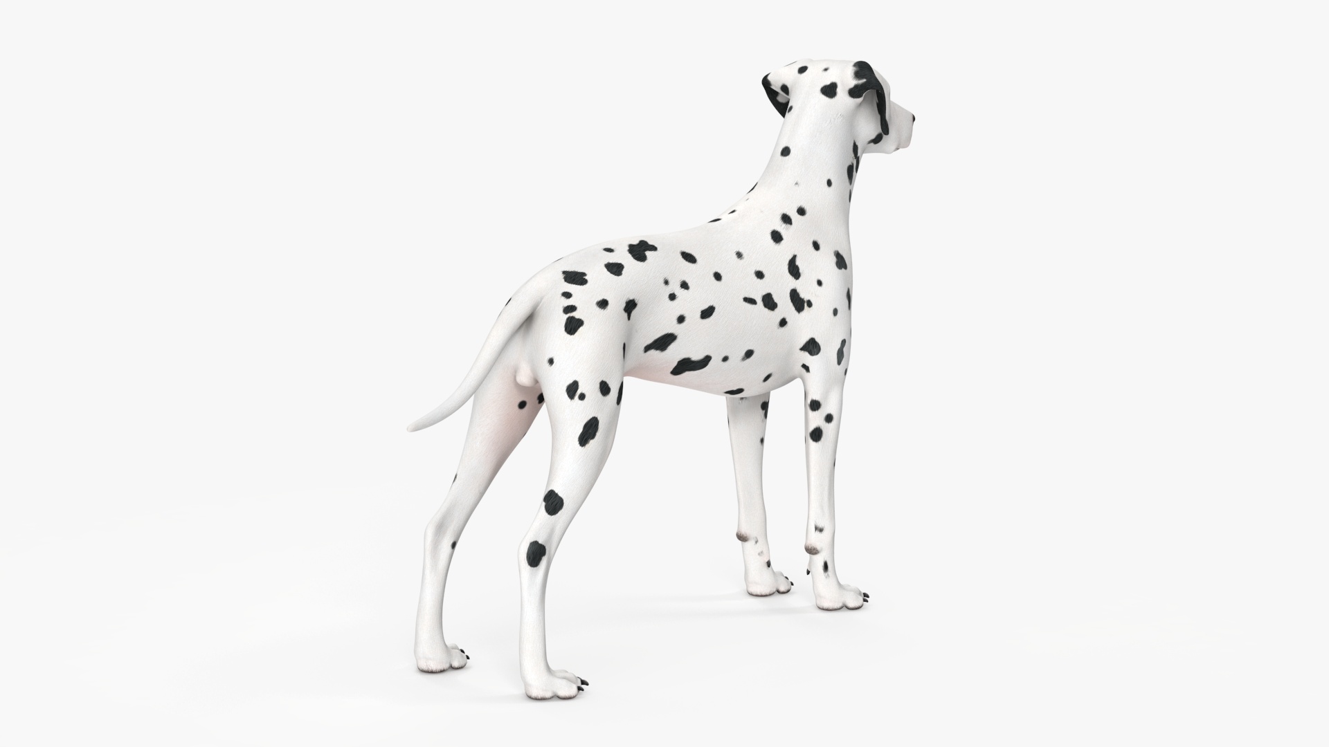 3D Spotted Dalmatian Dog