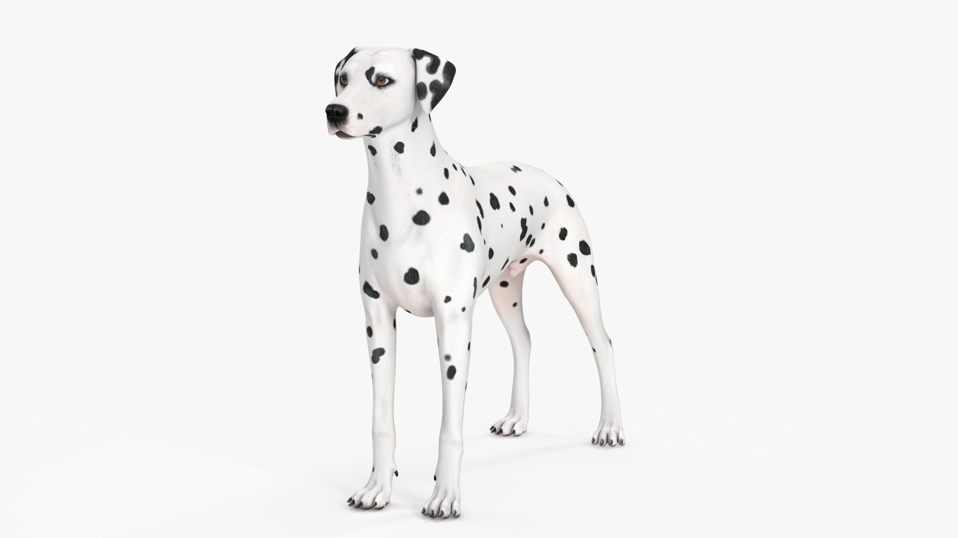 3D Spotted Dalmatian Dog