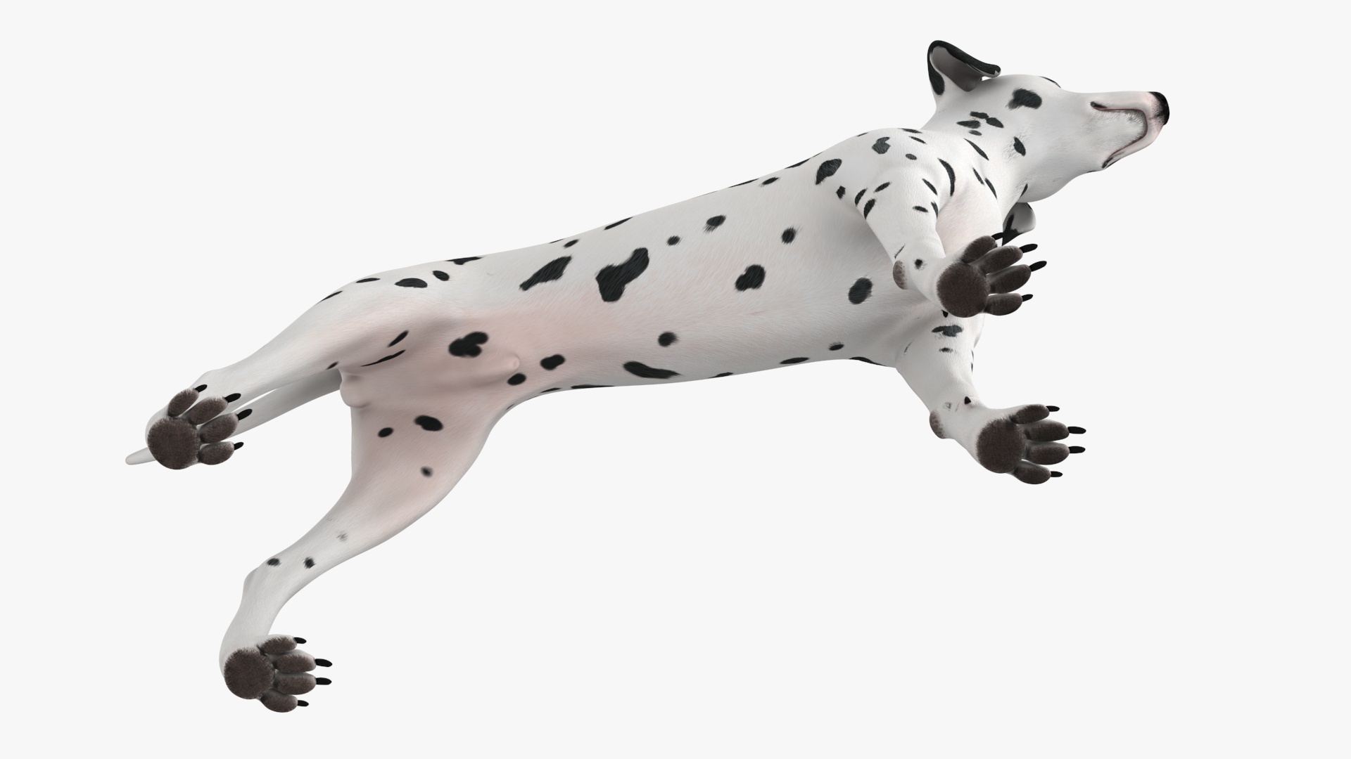 3D Spotted Dalmatian Dog