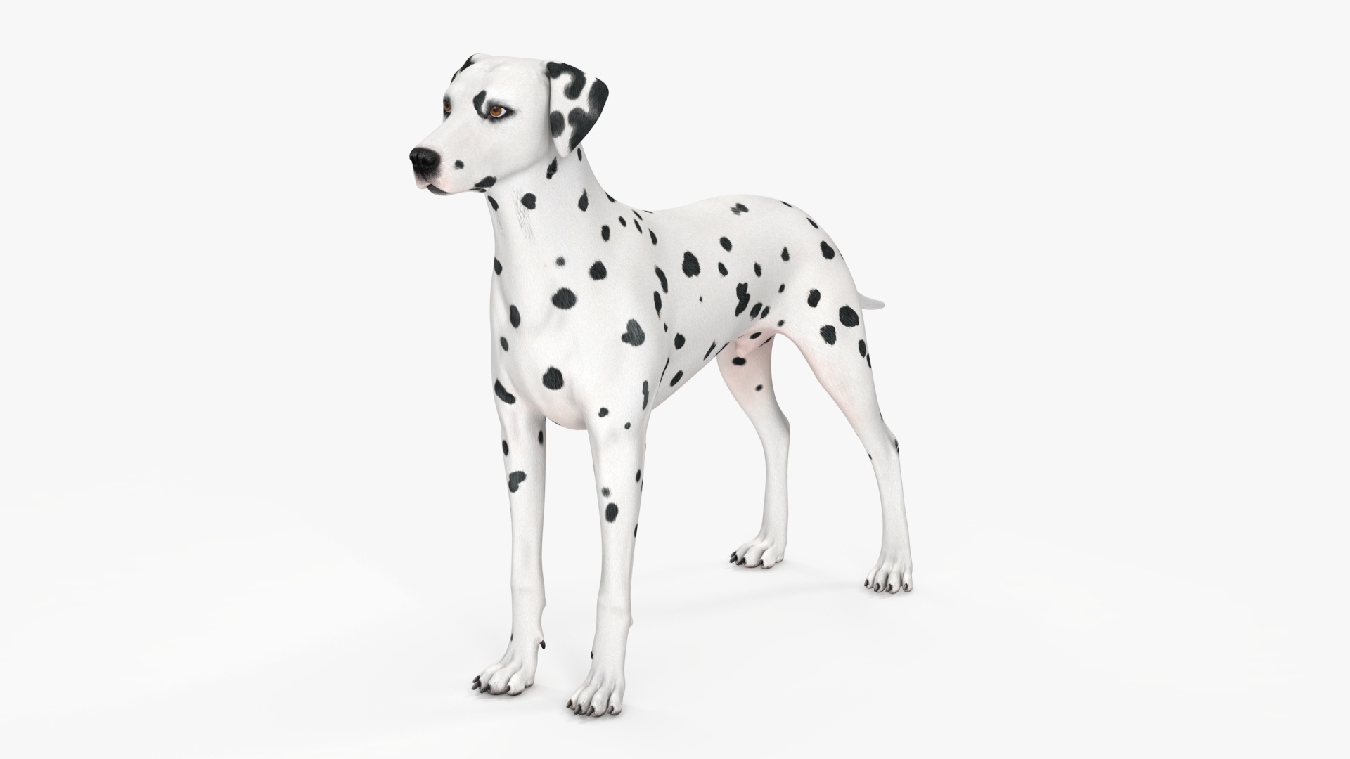 3D Spotted Dalmatian Dog