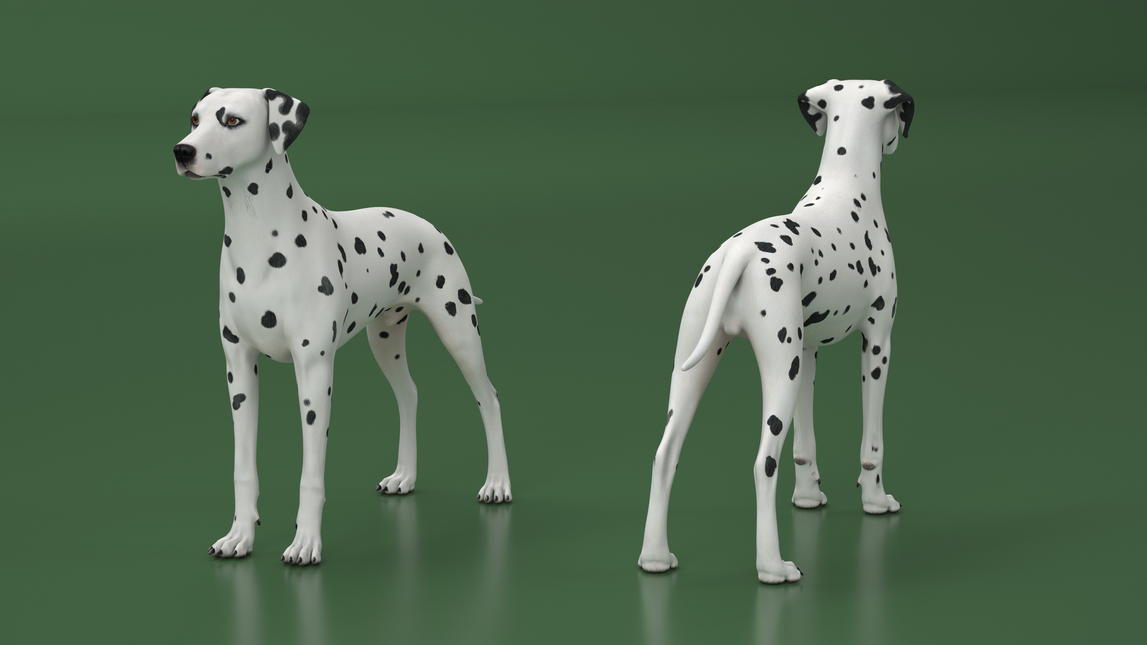 3D Spotted Dalmatian Dog