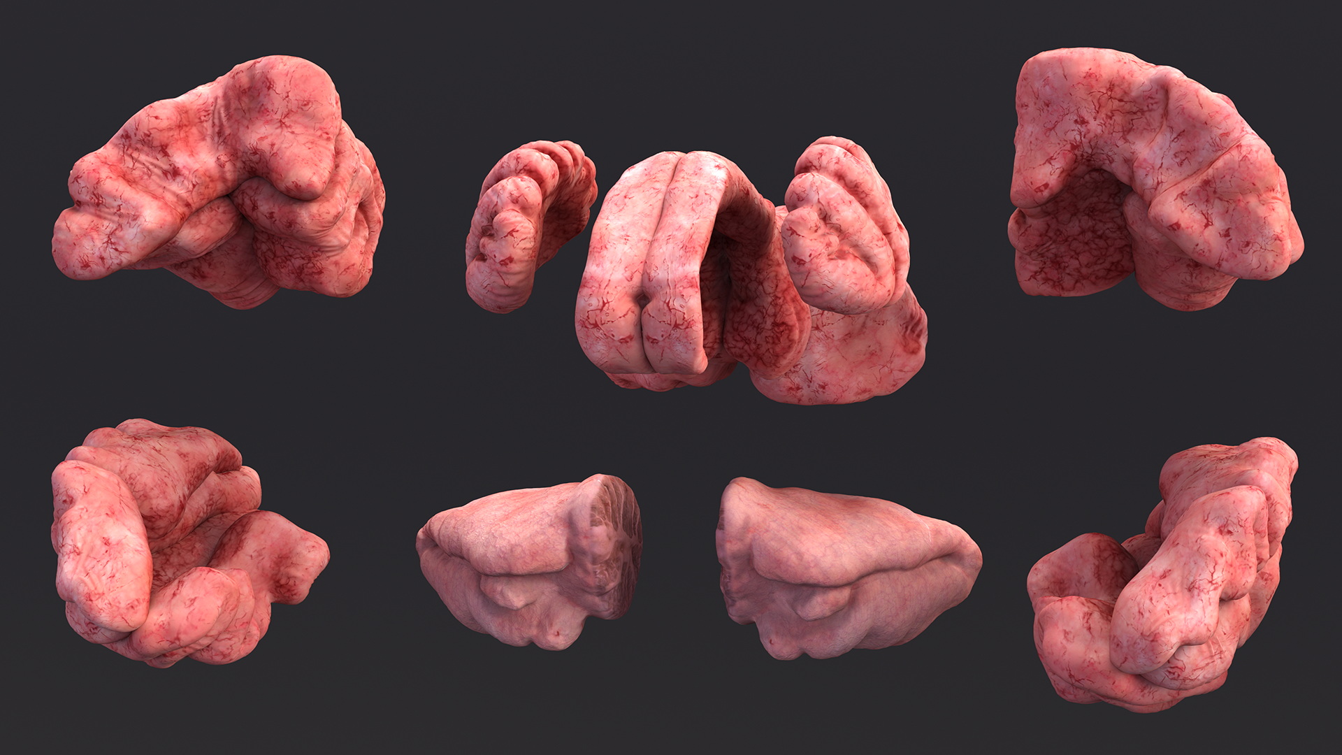 3D Female Head Full Anatomy and Skin model