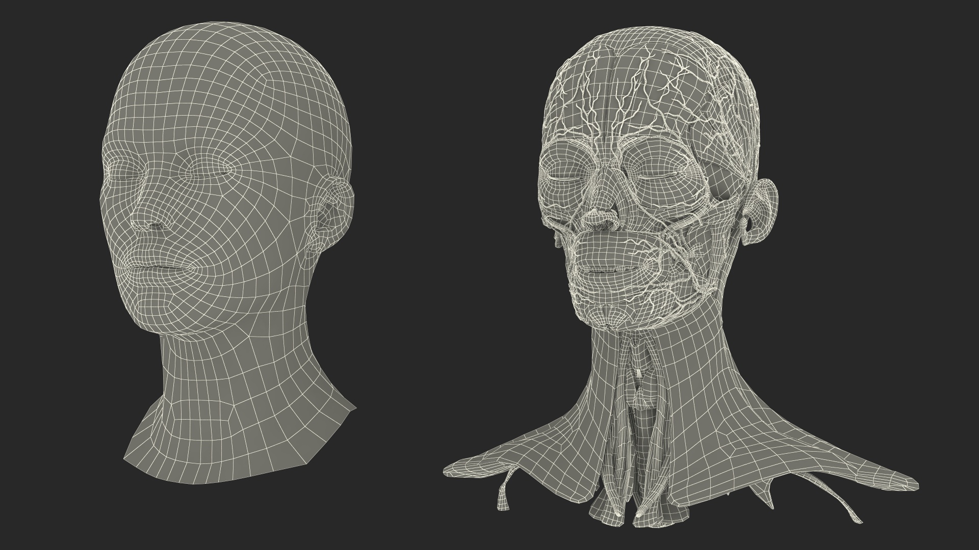 3D Female Head Full Anatomy and Skin model