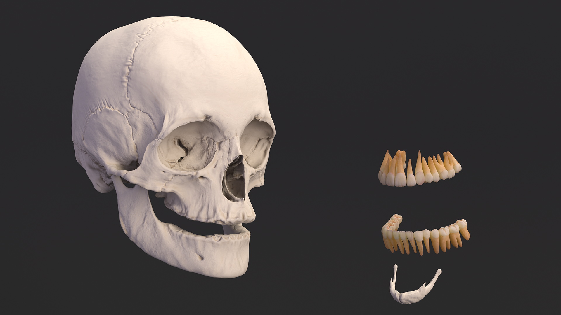 3D Female Head Full Anatomy and Skin model