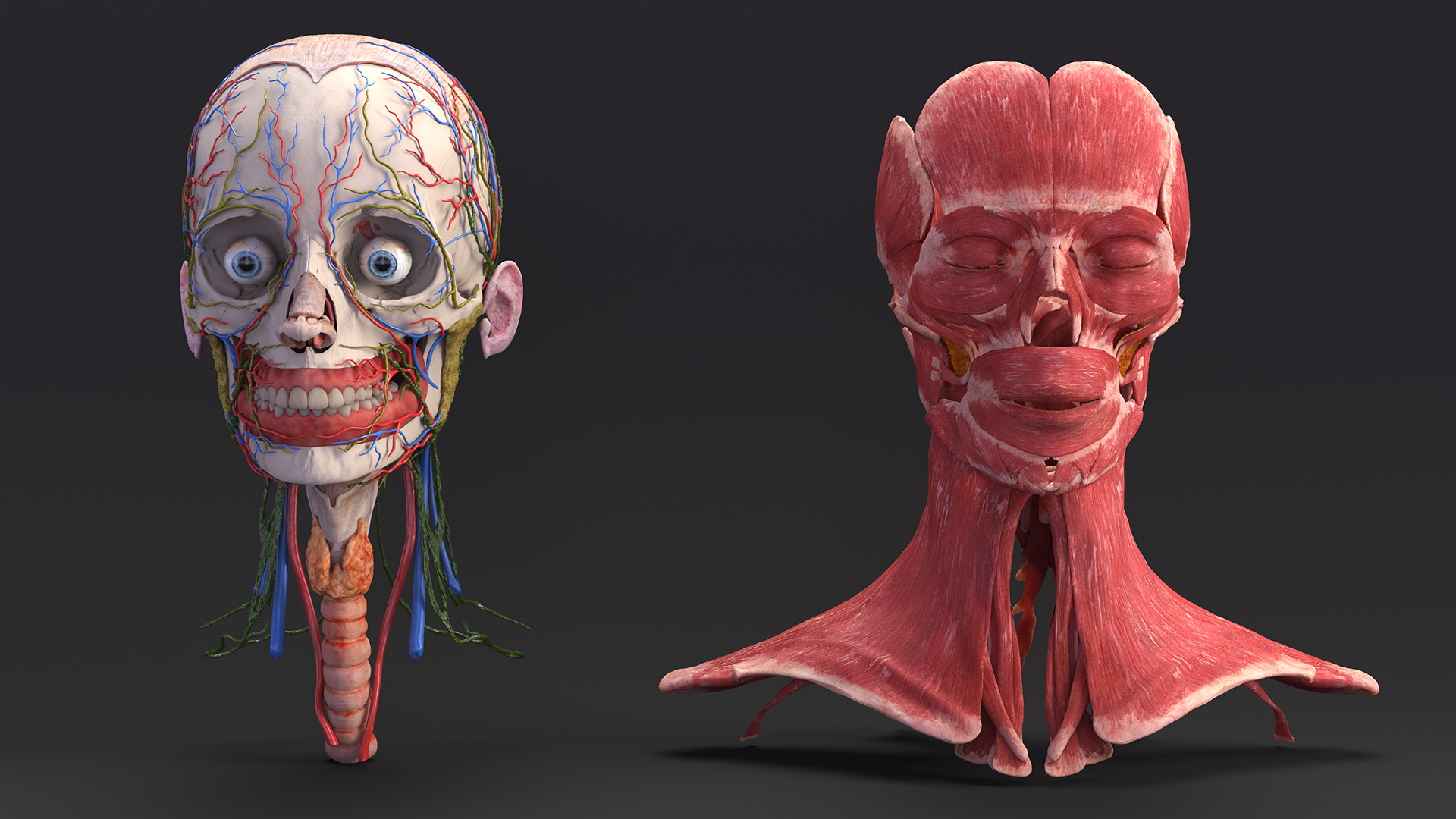 3D Female Head Full Anatomy and Skin model