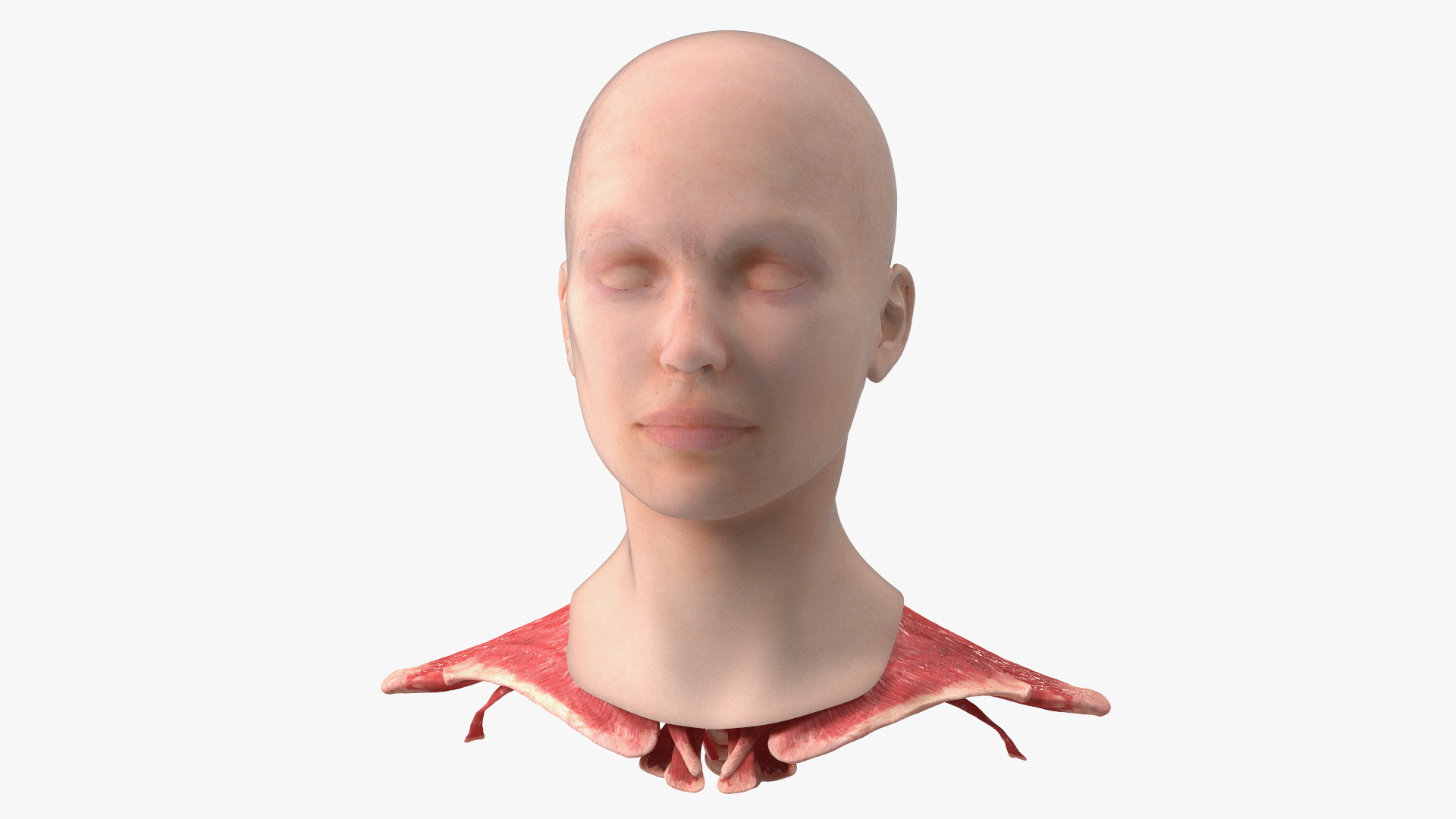 3D Female Head Full Anatomy and Skin model