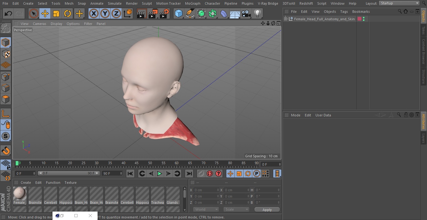 3D Female Head Full Anatomy and Skin model
