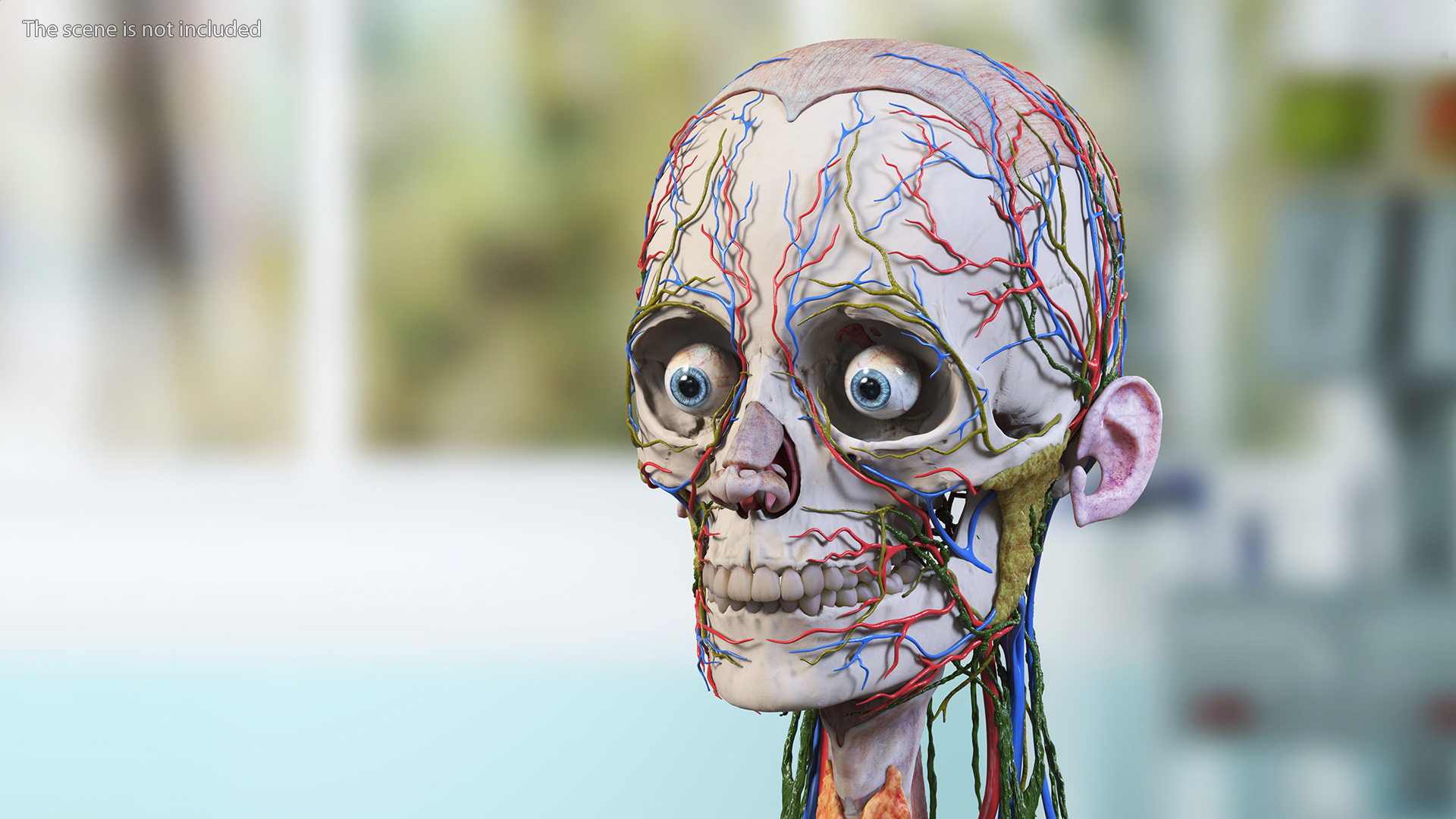 3D Female Head Full Anatomy and Skin model