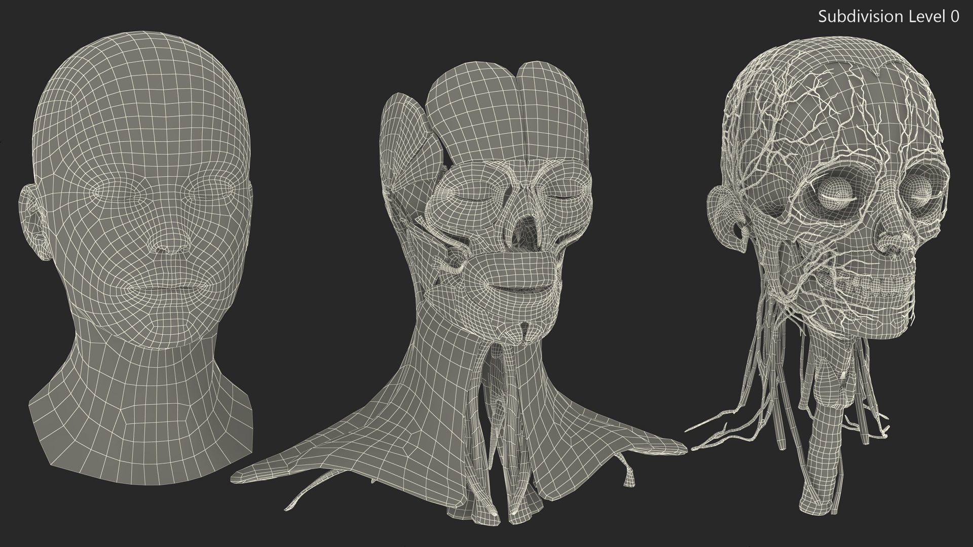 3D Female Head Full Anatomy and Skin model