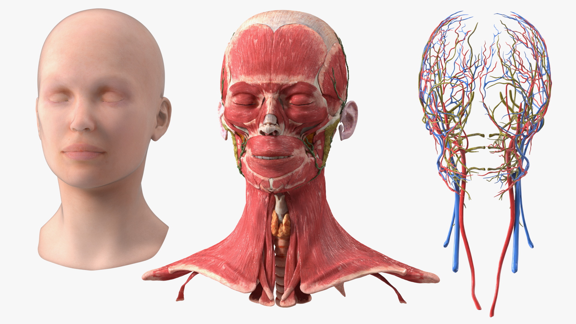 3D Female Head Full Anatomy and Skin model