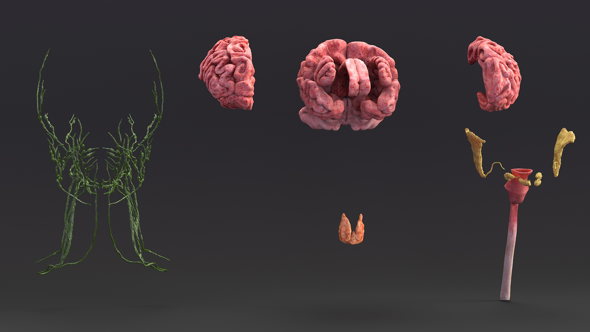 3D Female Head Full Anatomy and Skin model