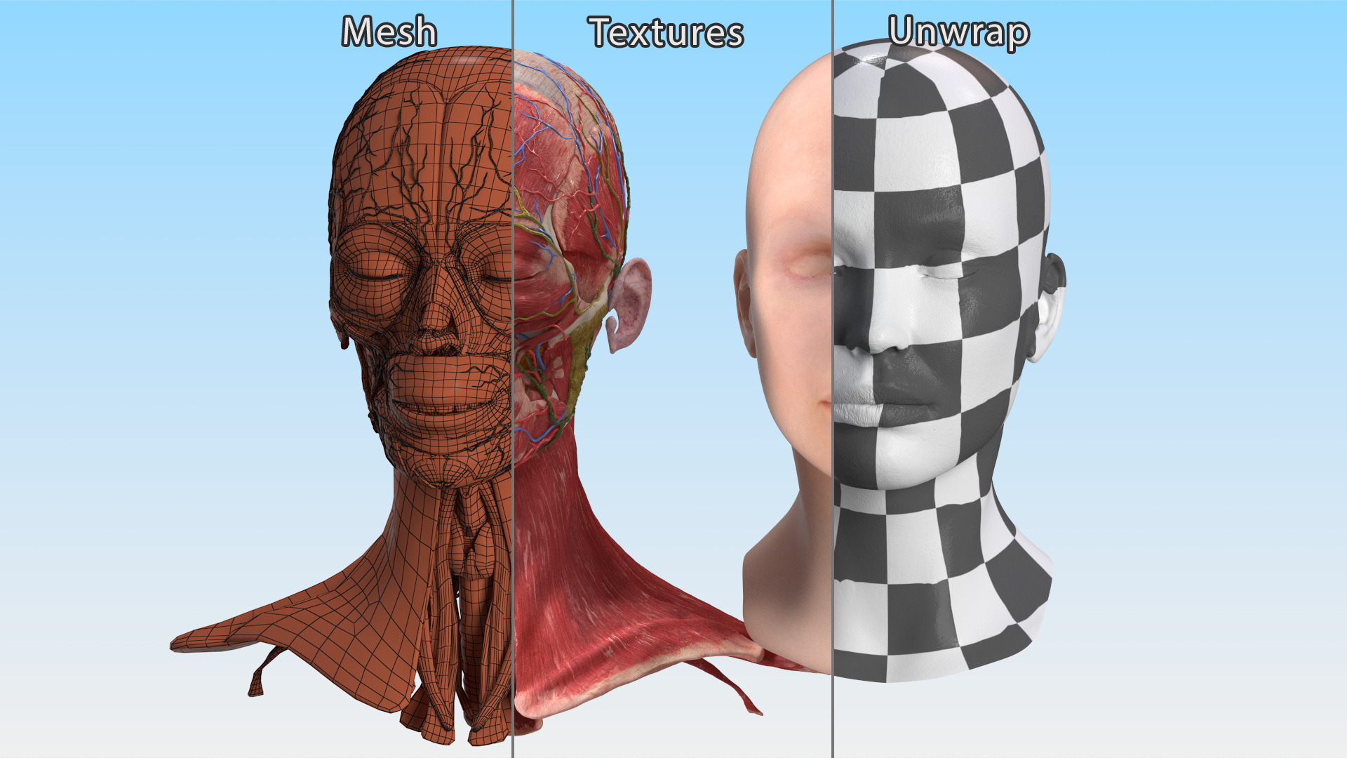3D Female Head Full Anatomy and Skin model