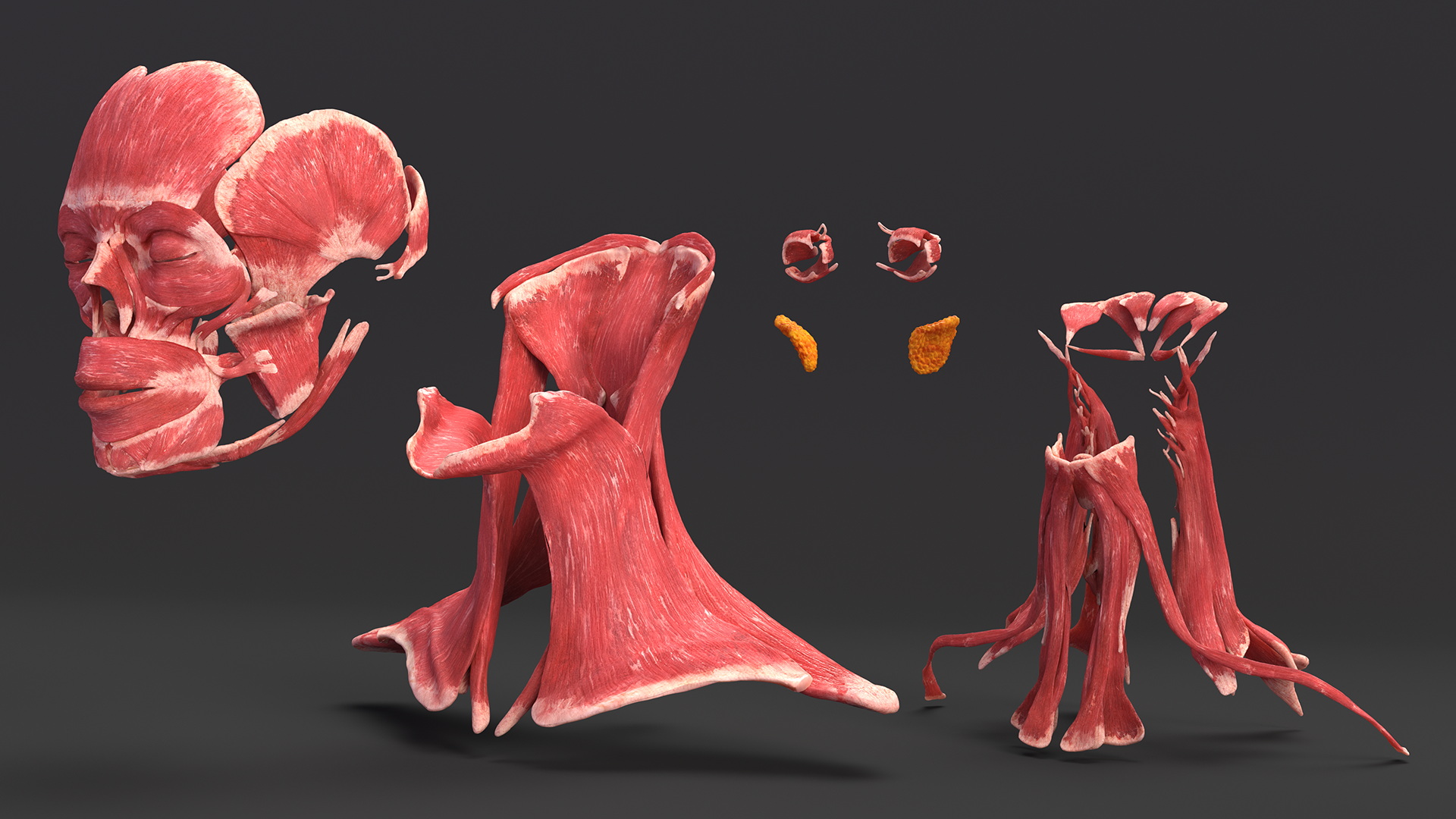 3D Female Head Full Anatomy and Skin model