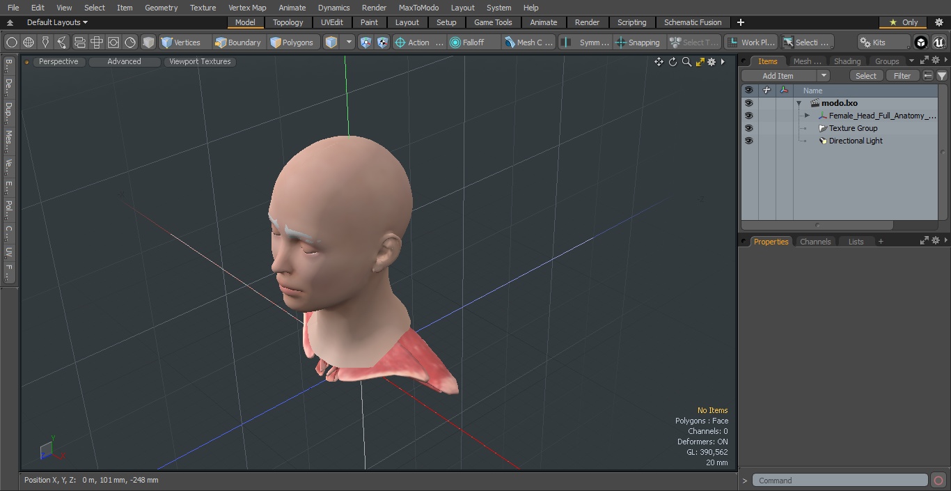 3D Female Head Full Anatomy and Skin model