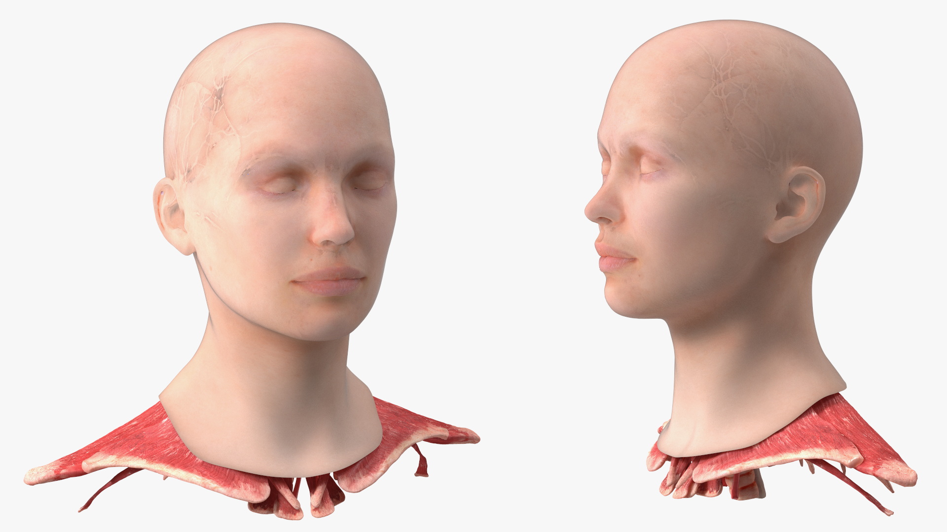 3D Female Head Full Anatomy and Skin model