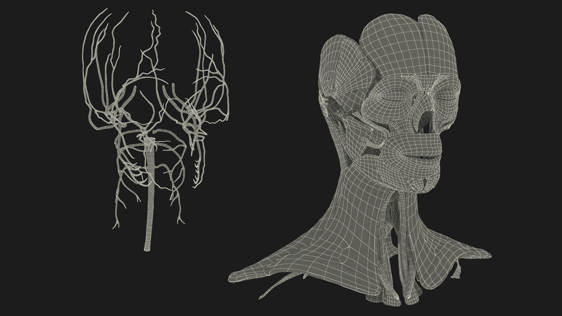 3D Female Head Full Anatomy and Skin model