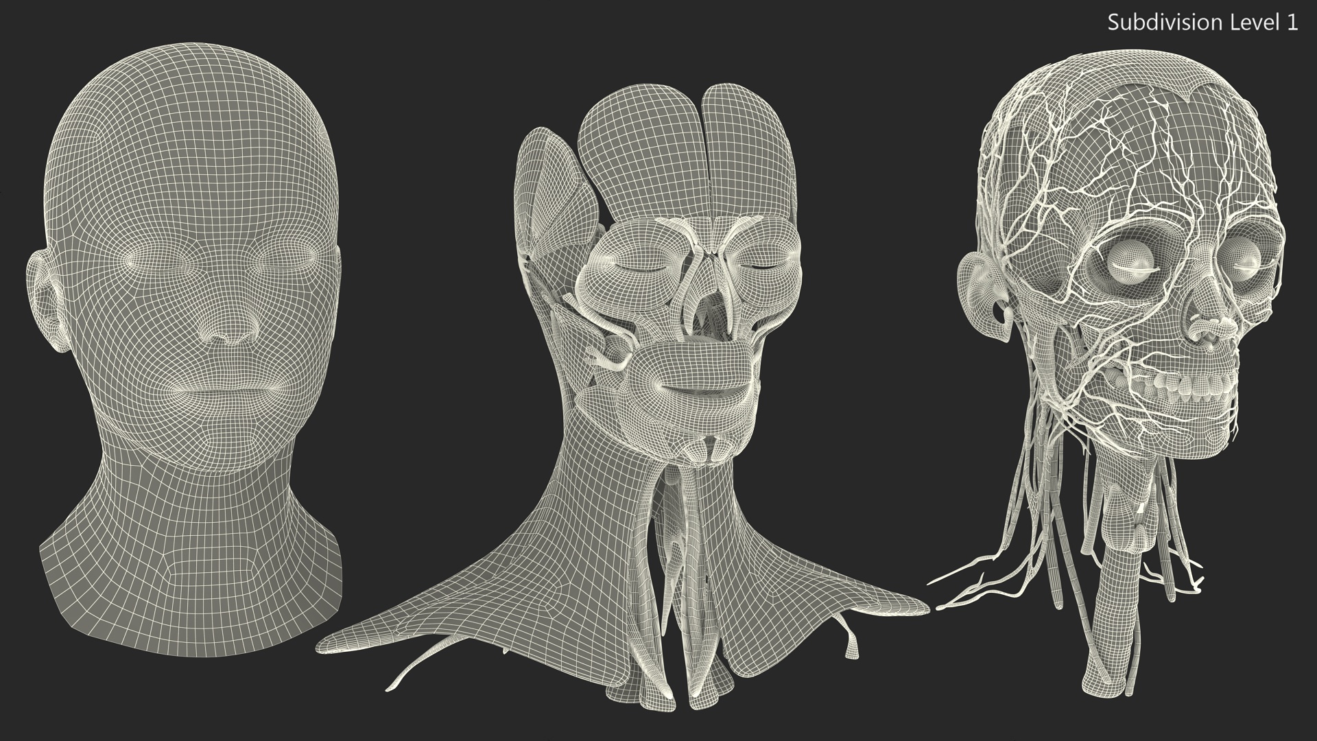 3D Female Head Full Anatomy and Skin model