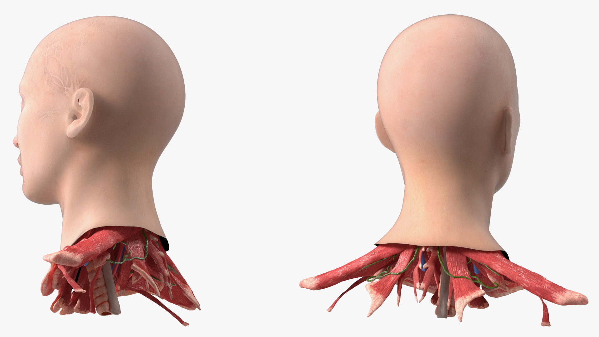 3D Female Head Full Anatomy and Skin model