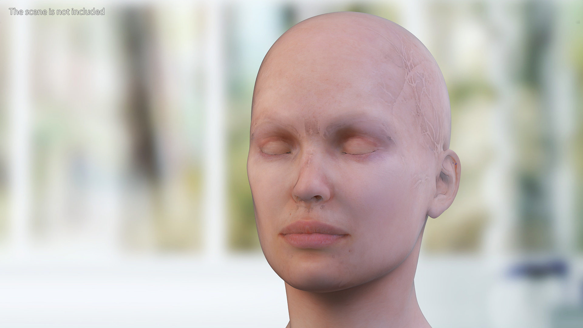 3D Female Head Full Anatomy and Skin model