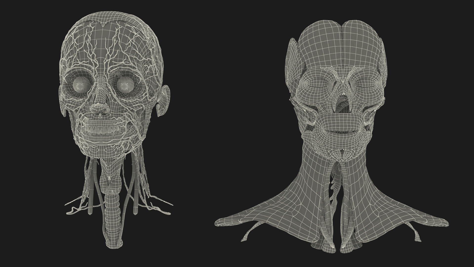 3D Female Head Full Anatomy and Skin model