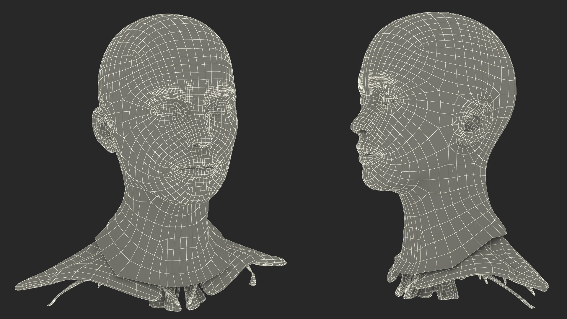 3D Female Head Full Anatomy and Skin model