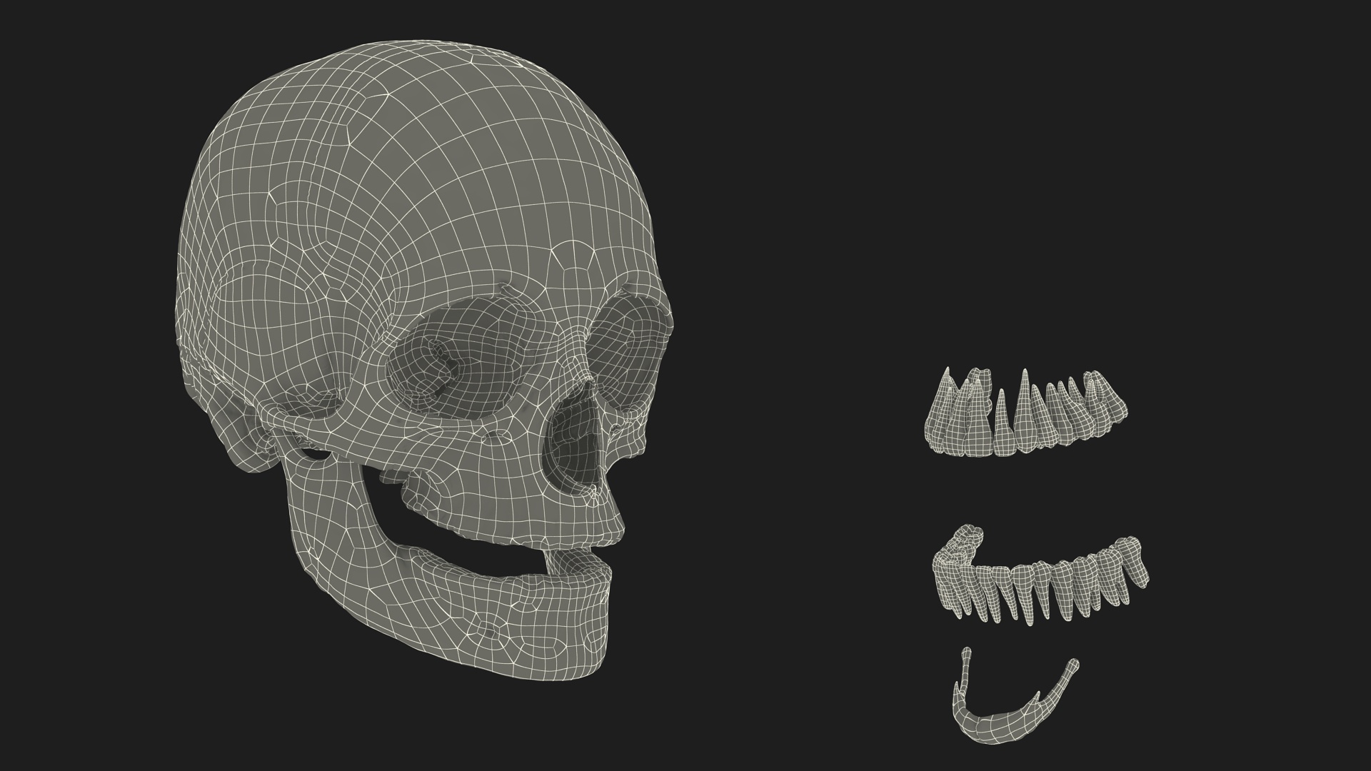 3D Female Head Full Anatomy and Skin model