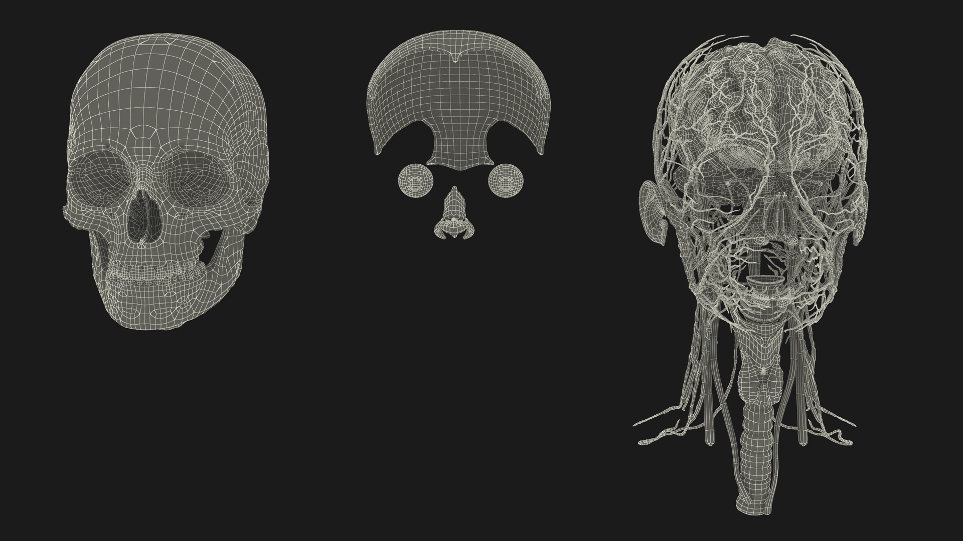3D Female Head Full Anatomy and Skin model