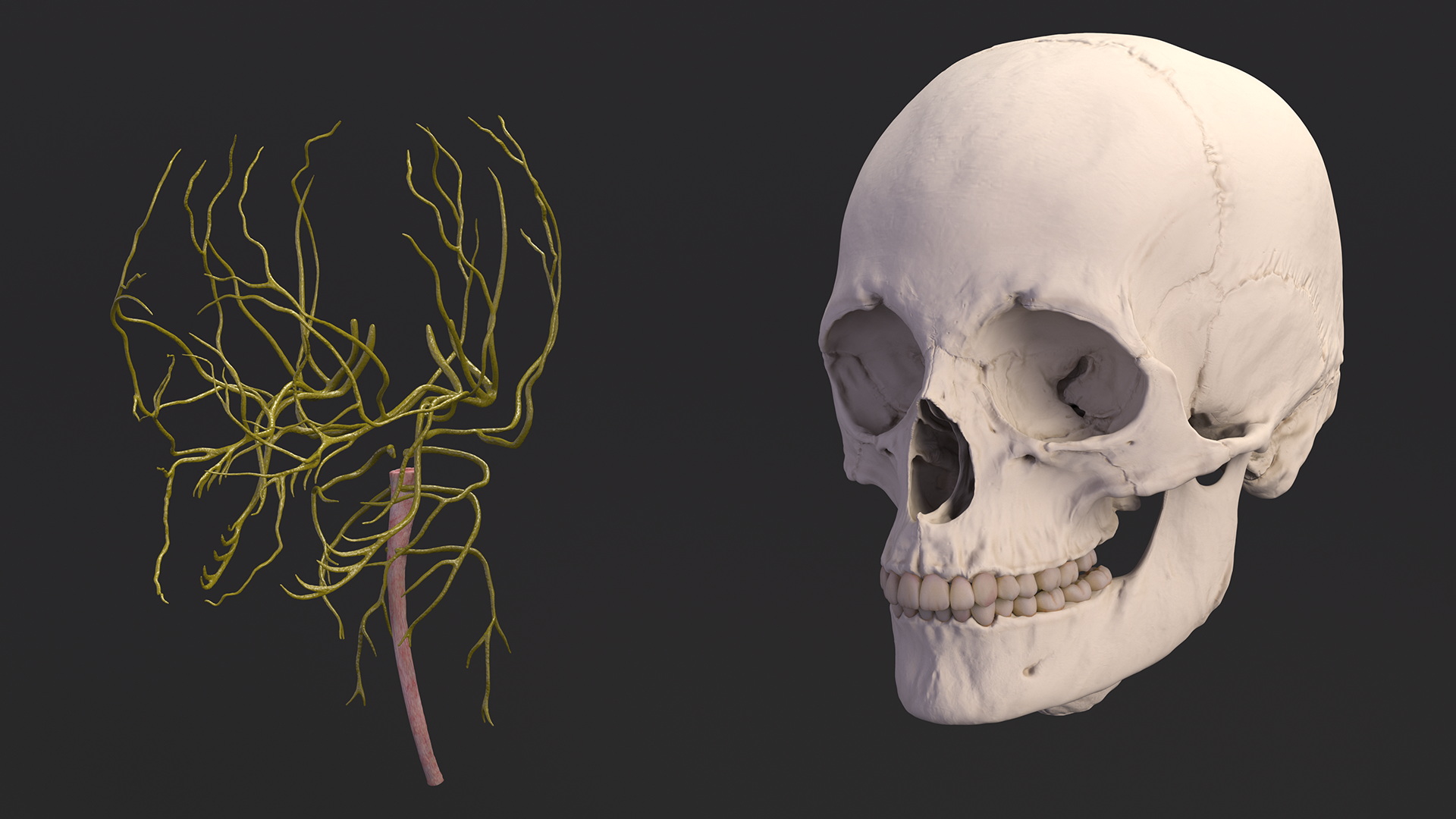 3D Female Head Full Anatomy and Skin model