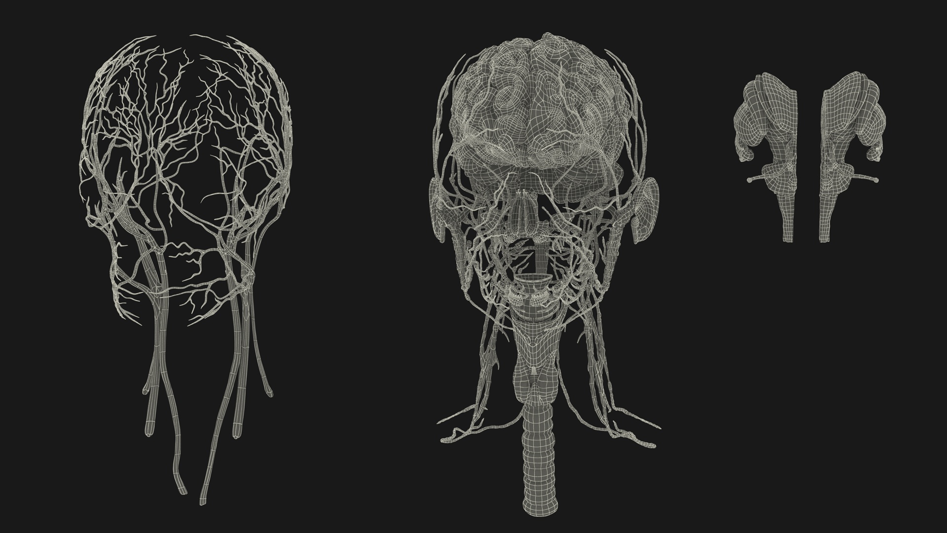 3D Female Head Full Anatomy and Skin model