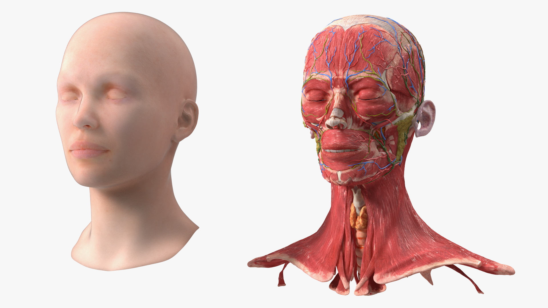 3D Female Head Full Anatomy and Skin model