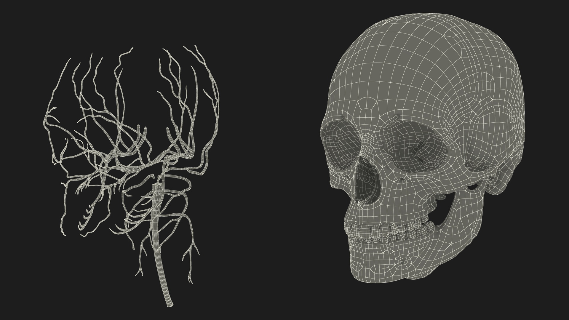 3D Female Head Full Anatomy and Skin model